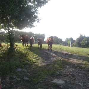 01lesvaches